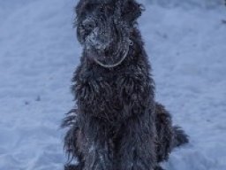 Black russian wolfhound Terrier